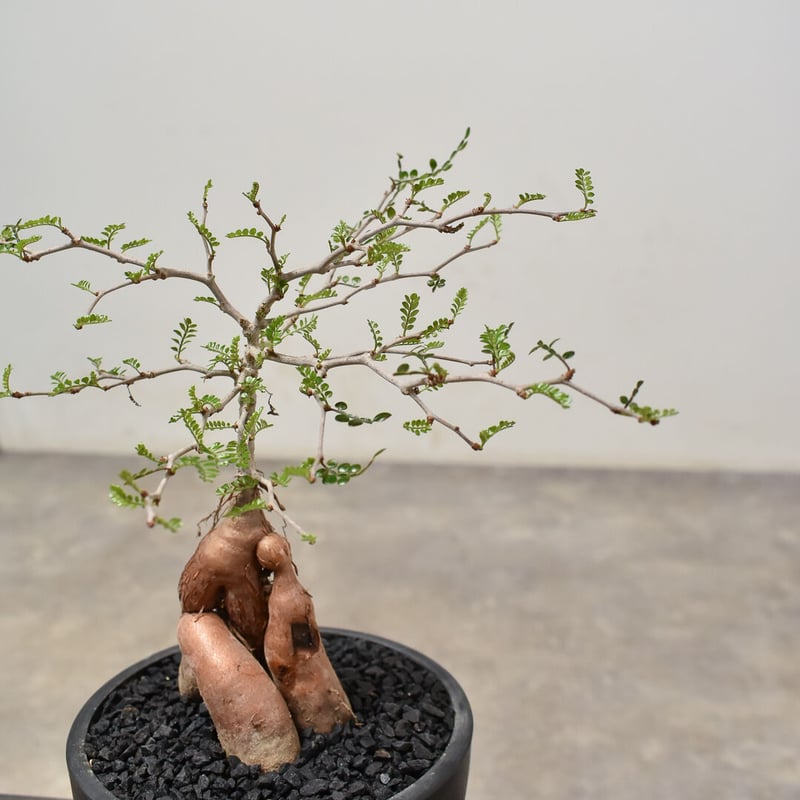 オペルクリカリア パキプス （実生）RF231526(T) | RAFLUM / ラフラム｜