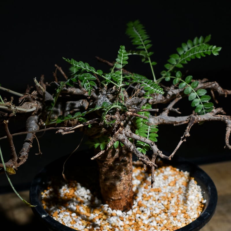 ボスウェリア ネグレクタ（発根済み）RF22427 | RAFLUM / ラフラム