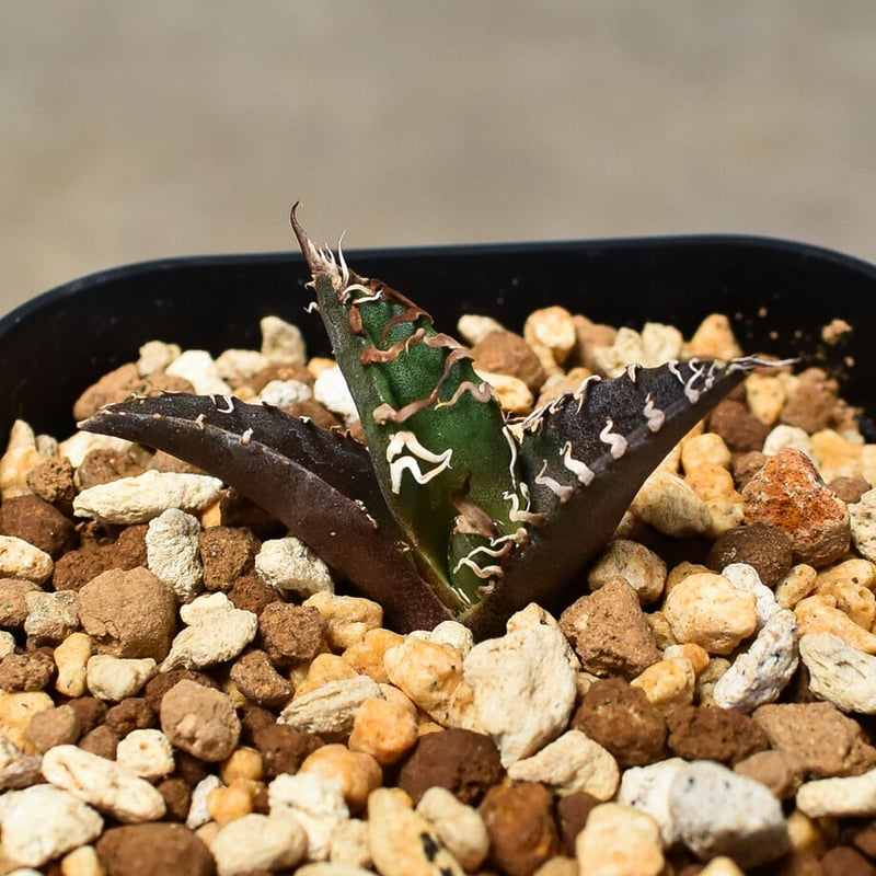 アガベ チタノタ 