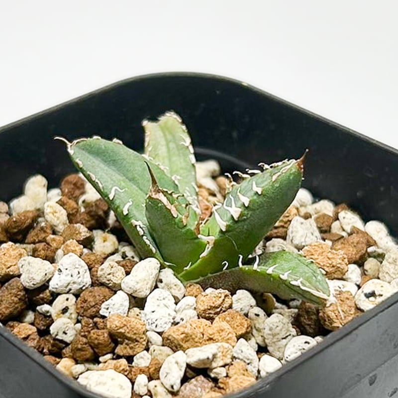 アガベ チタノタ 