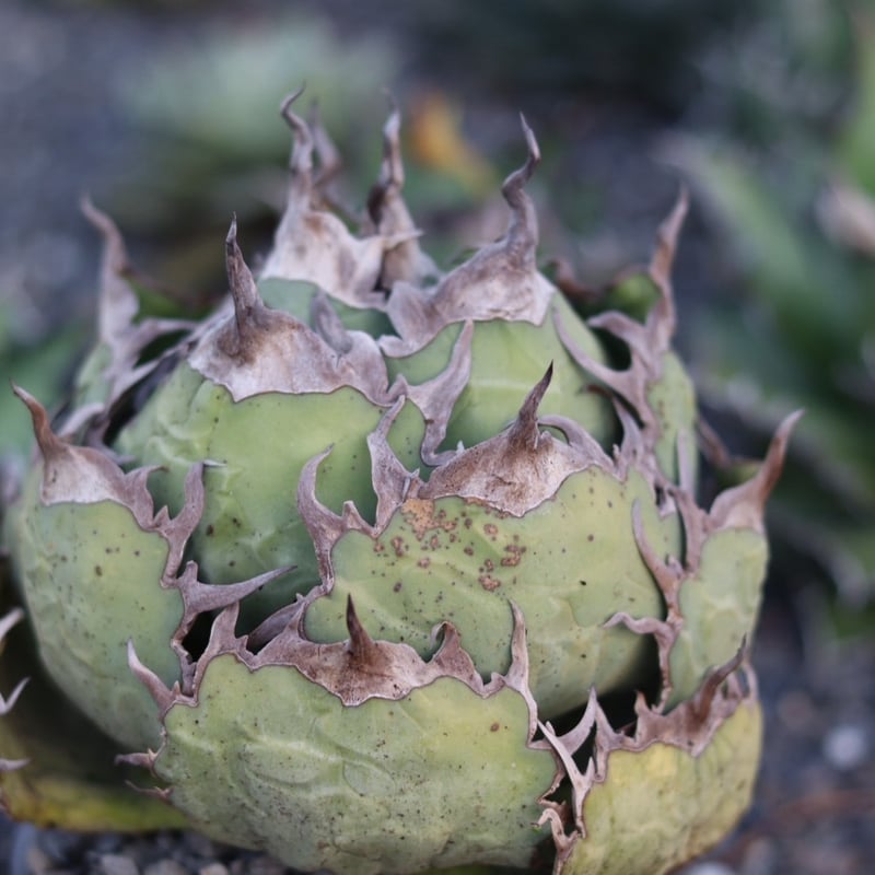 アガベ チタノタ 