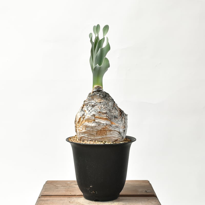 ブーファン ハエマンソイデス 