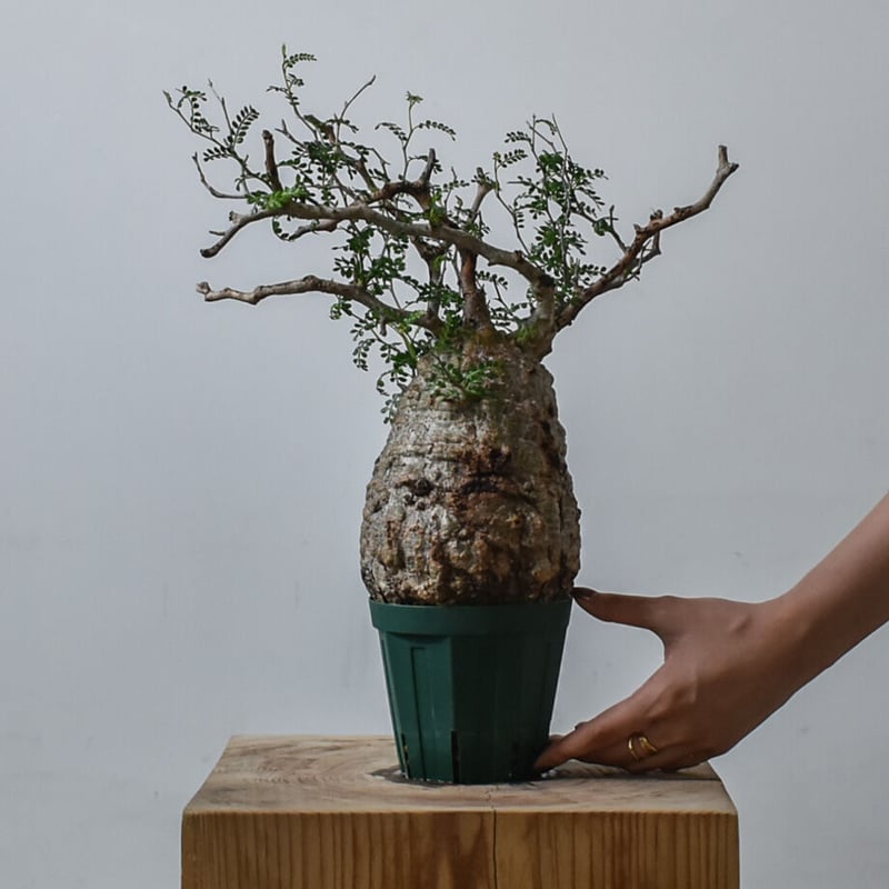 オペルクリカリア パキプス（発根済み）RF22782 | RAFLUM / ラフラム