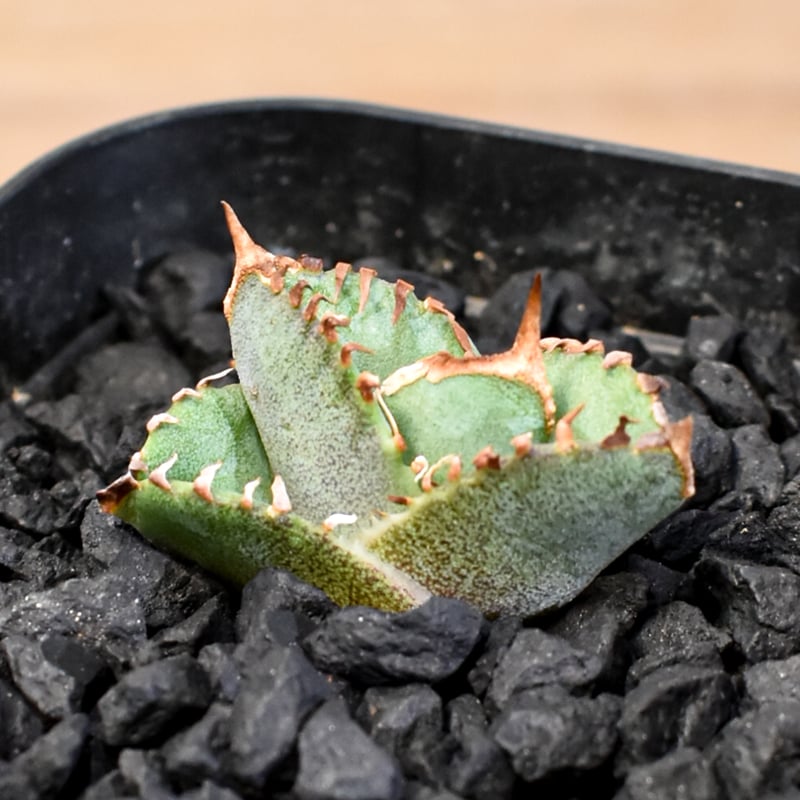 アガベ チタノタ ホオジロザメ 