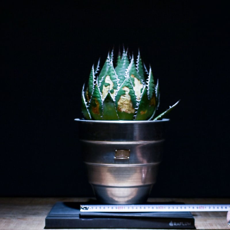 アガベ ホリダ 【大株】（発根済み） RF22791 | RAFLUM / ラフラム