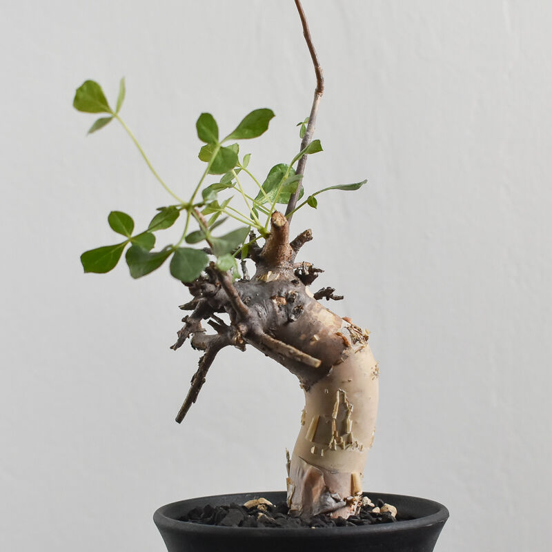 コミフォラ カタフ【ソマリア産のピュアカタフ！表皮の白さと枝振りが