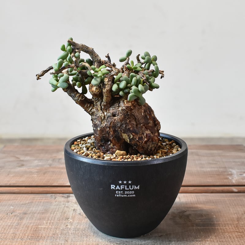 ケラリア ピグマエア 【発根済】R | RAFLUM / ラフラム｜東京、大阪の