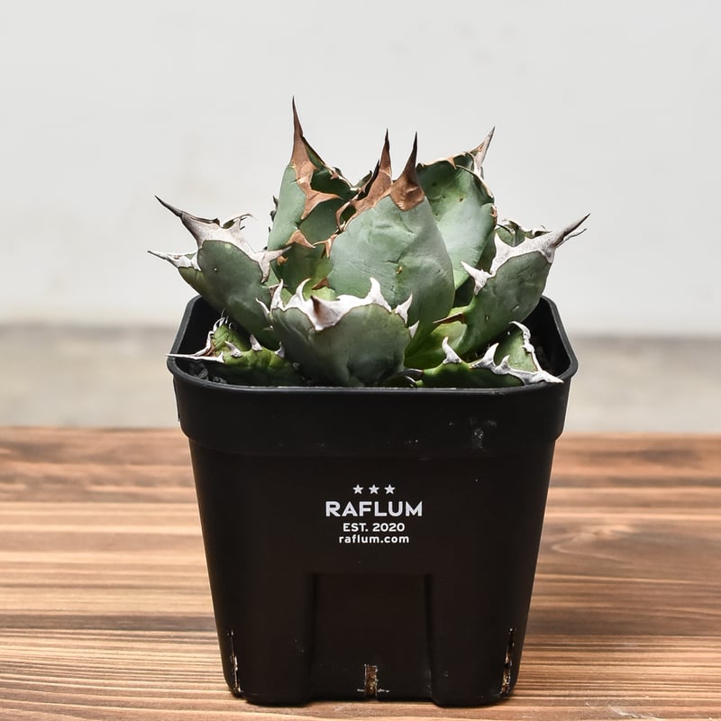 アガベ チタノタ ドワーフ ボールタイプ “姫厳竜” （発根済み