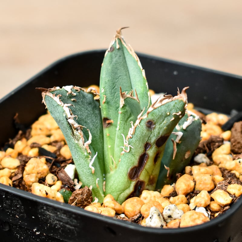 アガベ チタノタ 