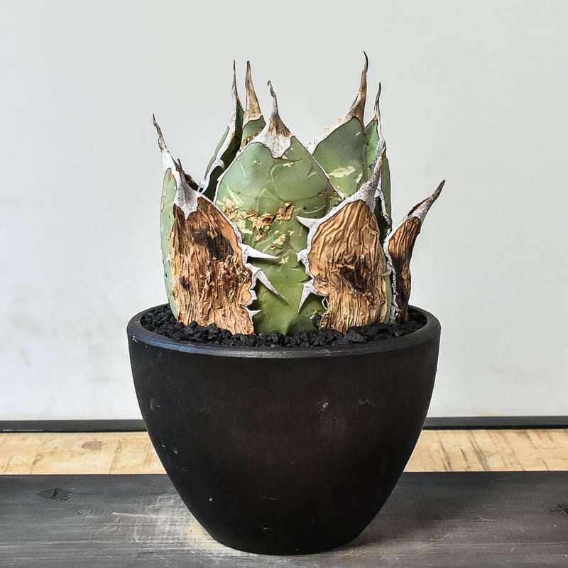 アガベ オアハカ 