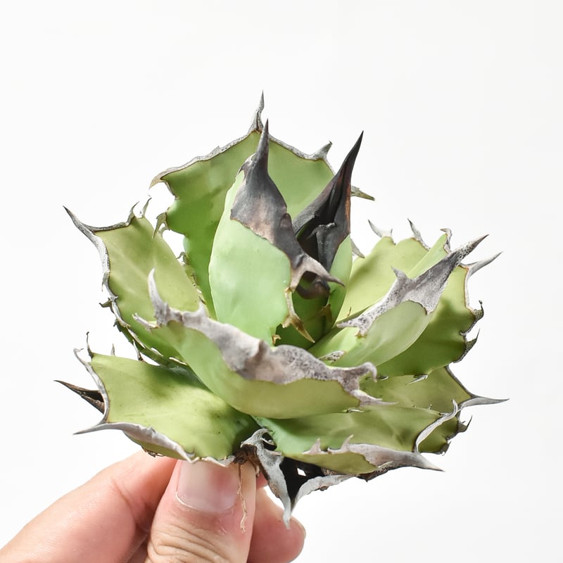 アガベ チタノタ DENNIS040 デニス040 