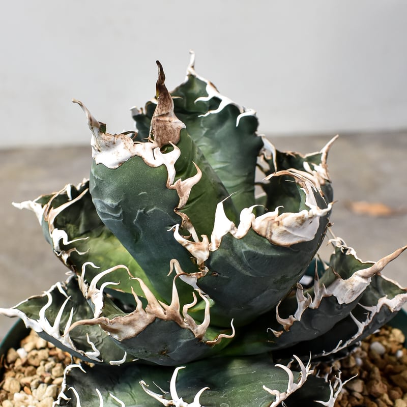 RAFLUMコレクション】アガベ チタノタ 