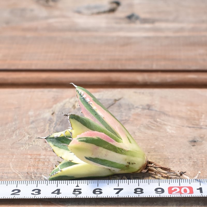 アガベ チタノタ スナグルトゥース 