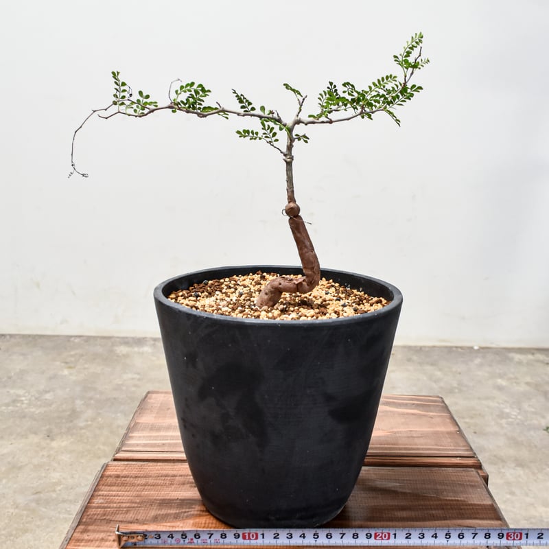 オペルクリカリア パキプス 【国内実生】RF2401808 | RAFLUM