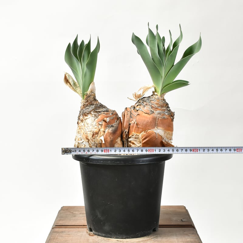 ブーファン ハエマンソイデス 