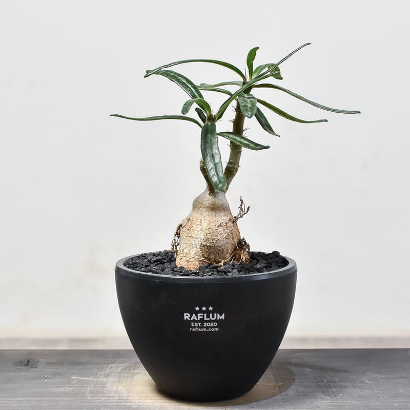 パキポディウム・ビスピノーサム (発根済み) RF231562 | RAFLUM