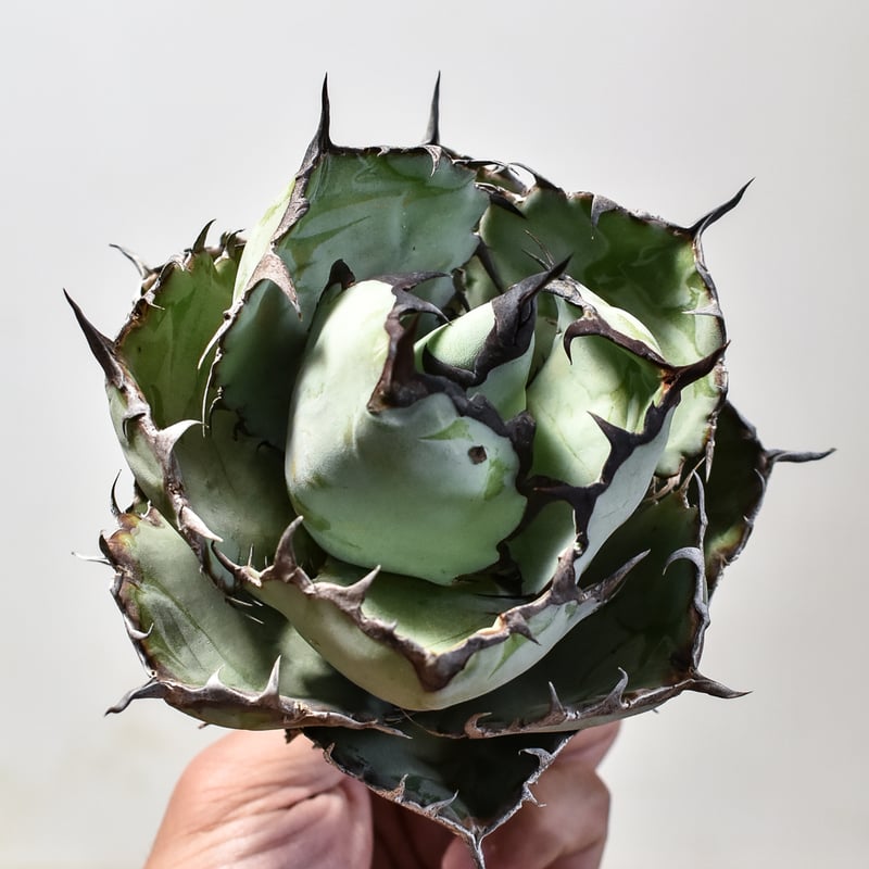 アガベ チタノタ ブラックアンドブルー / BB 