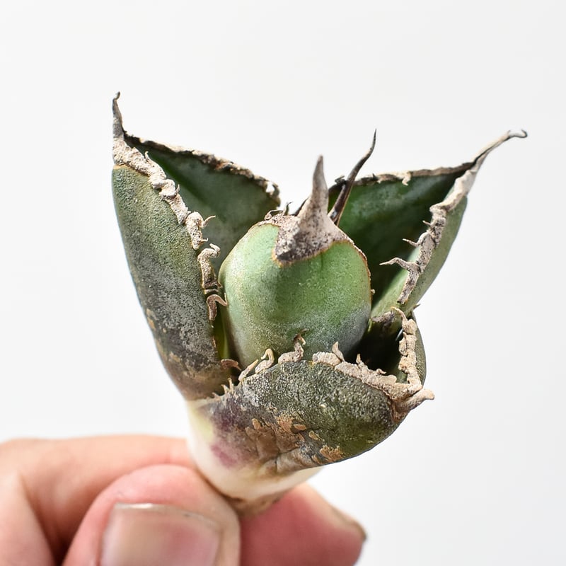 レア品種】アガベ チタノタ 