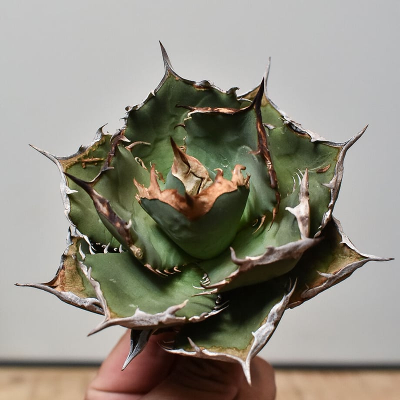 アガベ チタノタ FO-76 