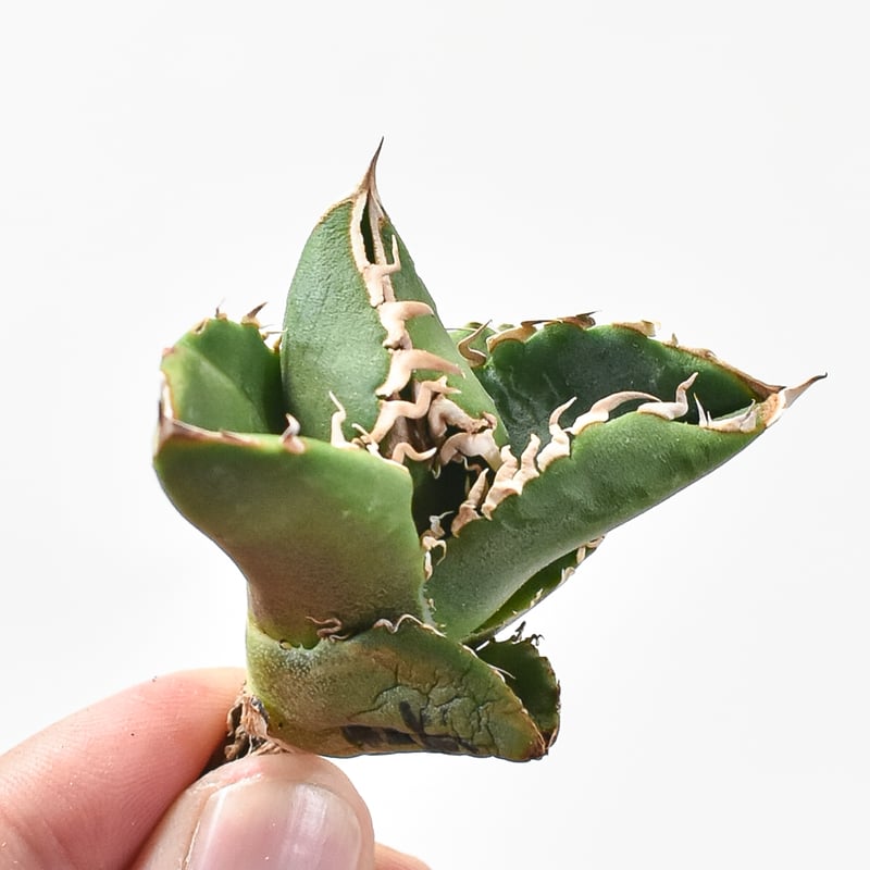 アガベ チタノタ 