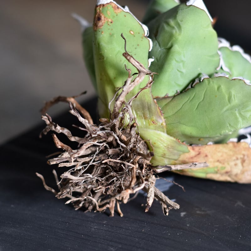 アガベ チタノタ 小島白刺 (抜き苗販売) RF22678 | RAFLUM / ラフラム