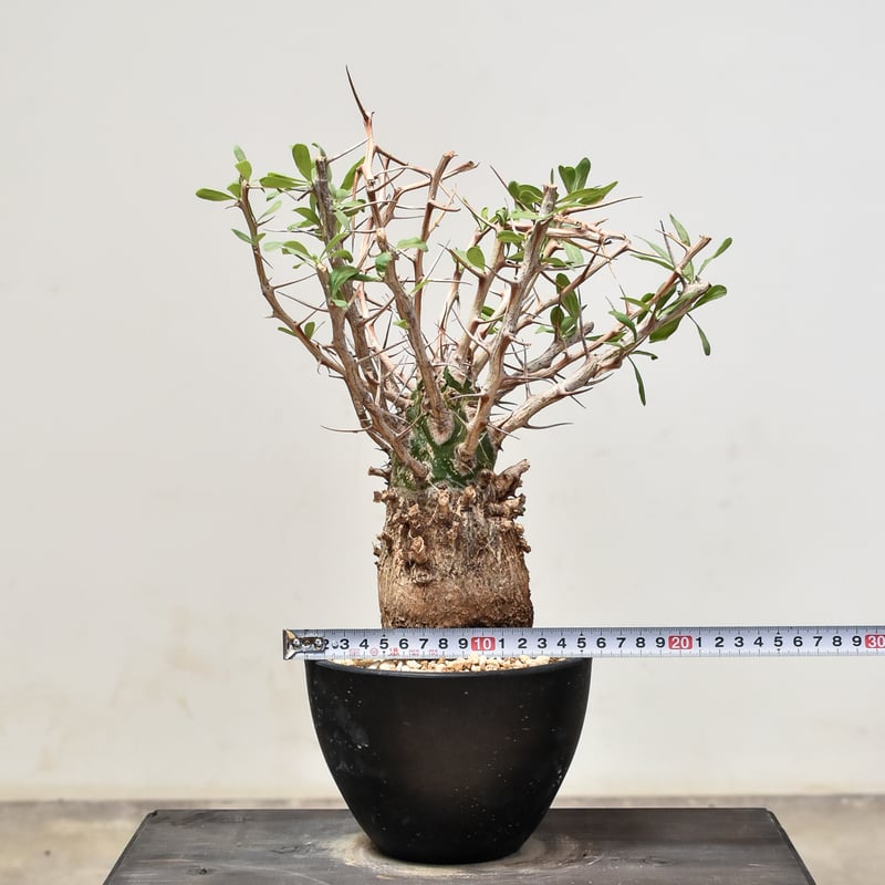 フォークイエリア コルムナリス 