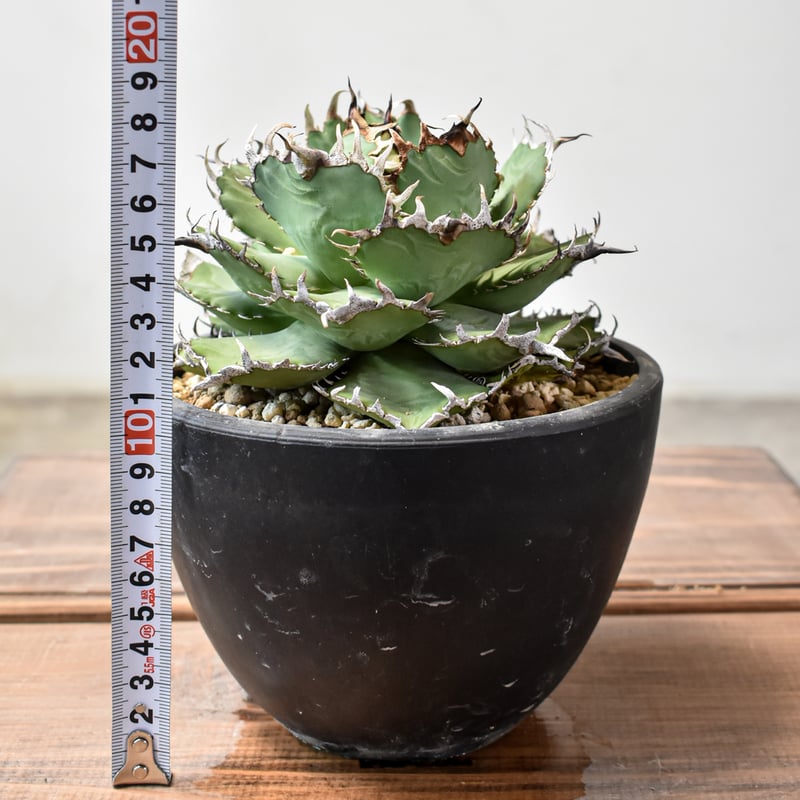 アガベ チタノタ フィリグリー