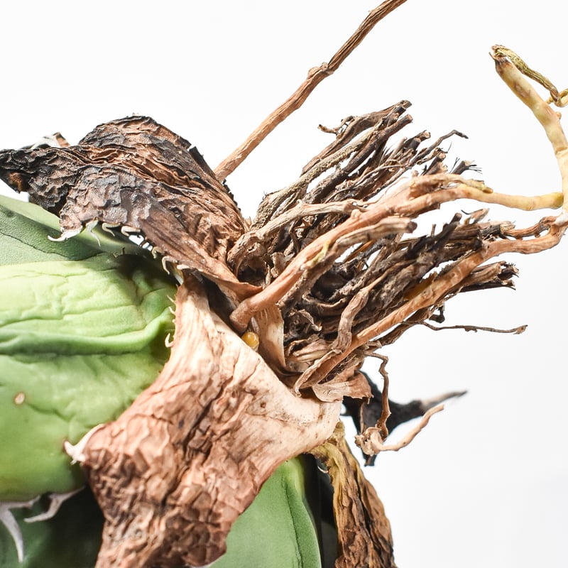 アガベ チタノタ 