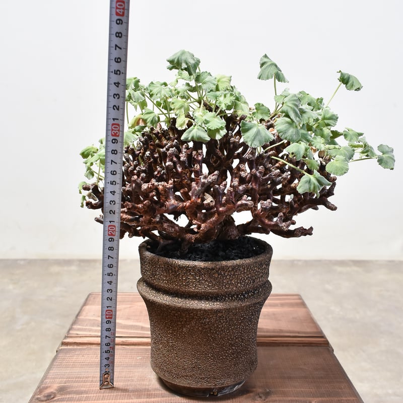 ペラルゴニウム ミラビレ 大株【発根済み】RF231716 | RAFLUM