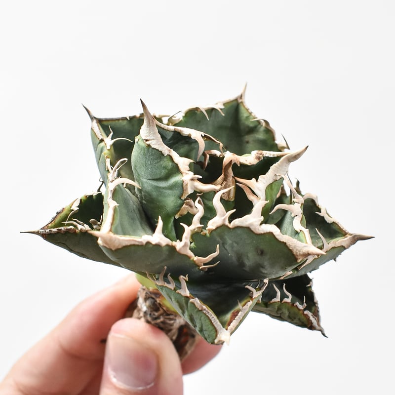 子株付き】アガベ チタノタ 