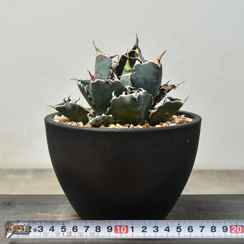 アガベ チタノタ 