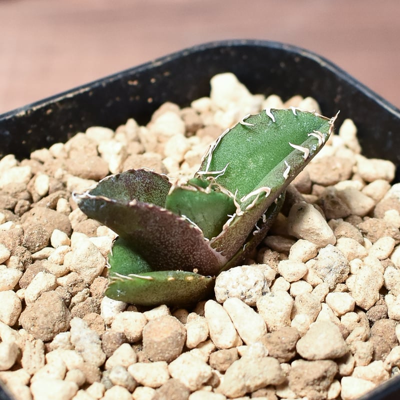 アガベ チタノタ 