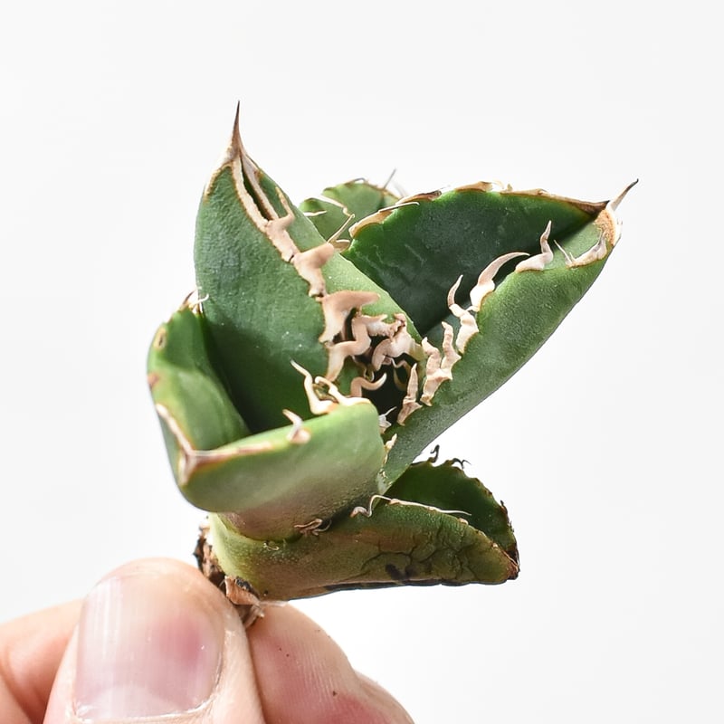 アガベ チタノタ 