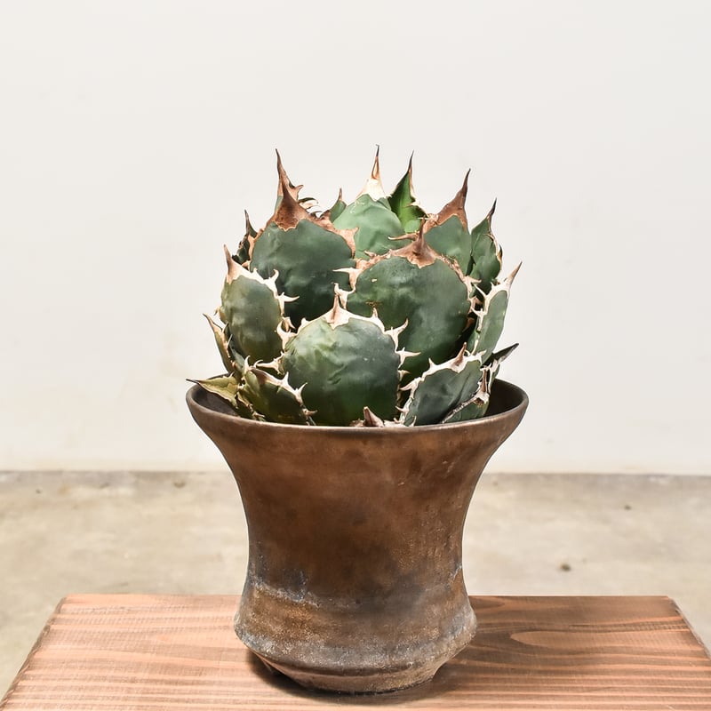 アガベ チタノタ オテロイ 