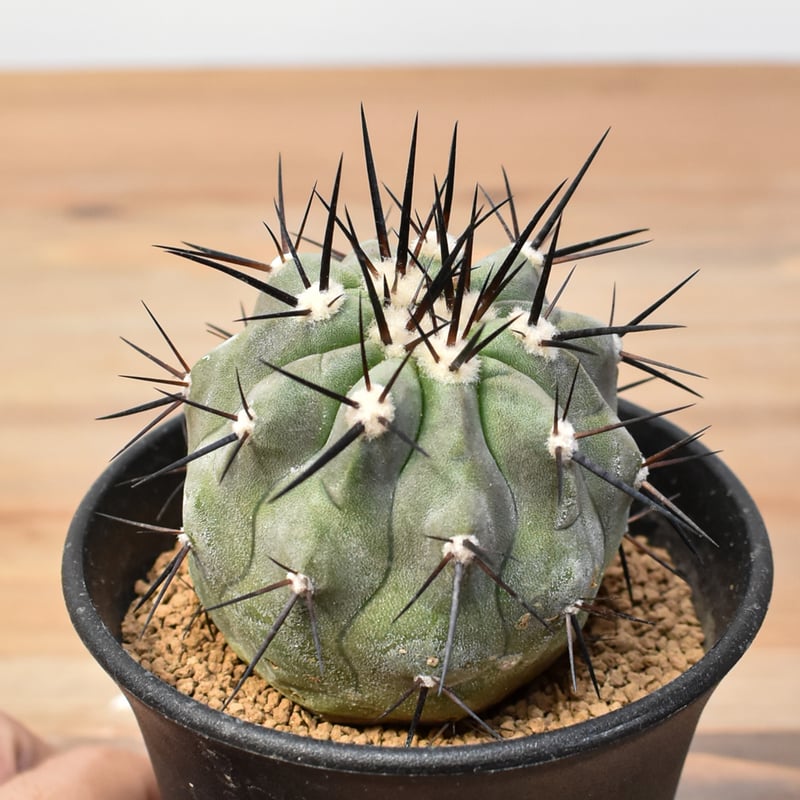 コピアポア シネレア 