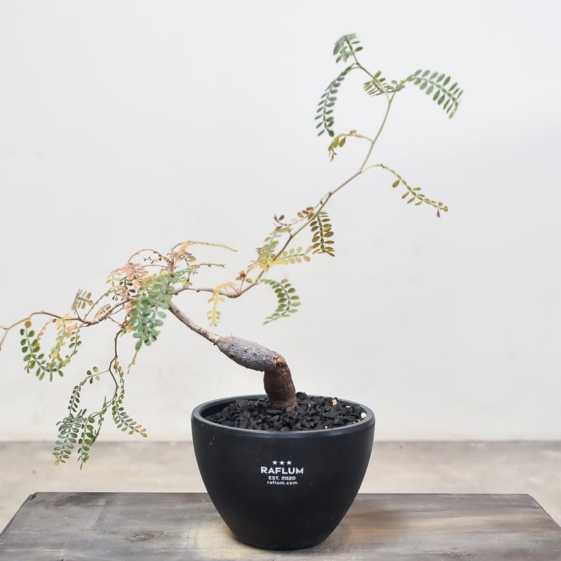 オペルクリカリア ヒファエノイデス （実生株）RF230367 | RAFLUM