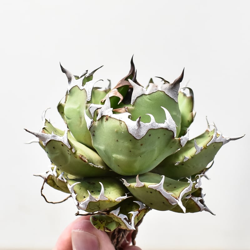 アガベ チタノタ ドワーフ / 姫厳竜 