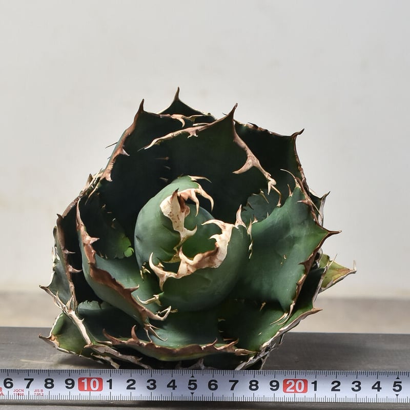 アガベ チタノタ オテロイ 