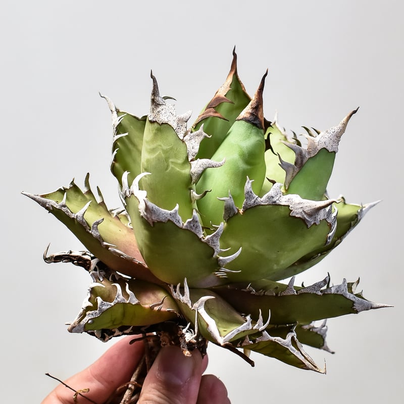 アガベ チタノタ レッドキャットウィーズル / 赤猫 , 紅猫 