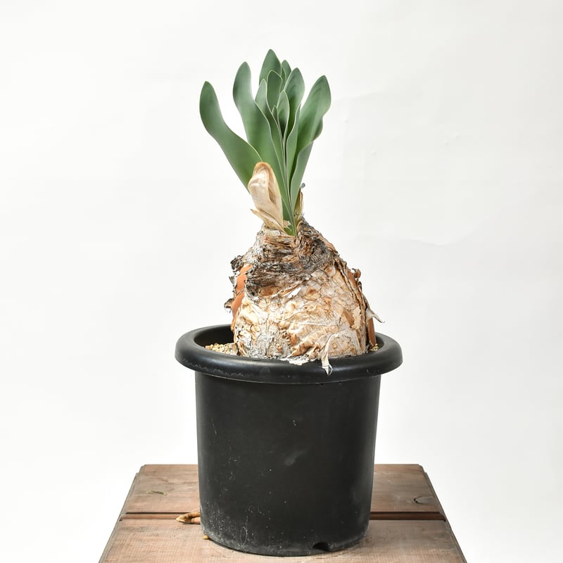 ブーファン ハエマンソイデス 