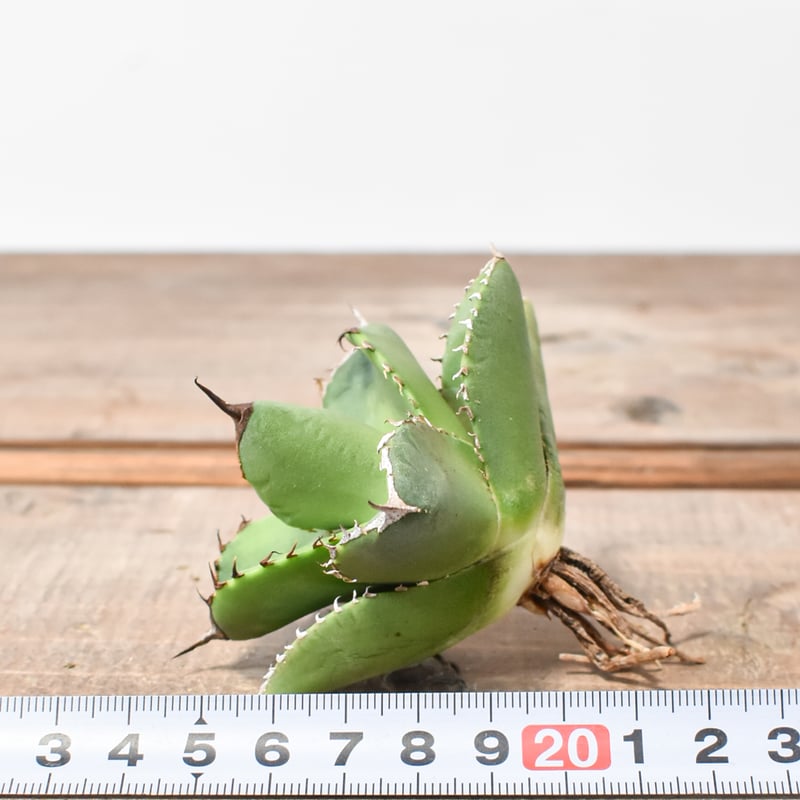 アガベ チタノタ 