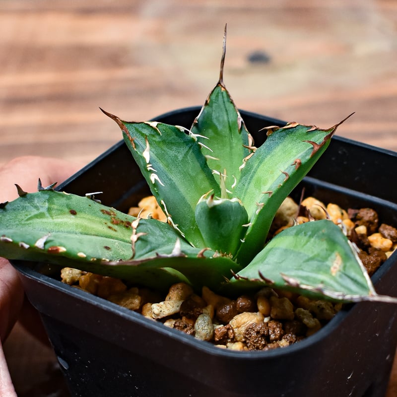 レア株】アガベ チタノタ 