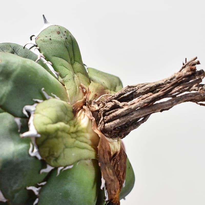 アガベ チタノタ 