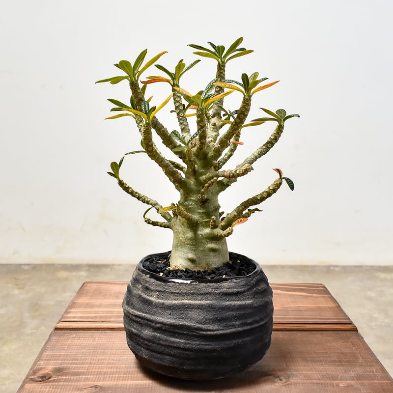 ドルステニア ギガス【発根済み】GS2400294(T) | RAFLUM / ラフラム｜東