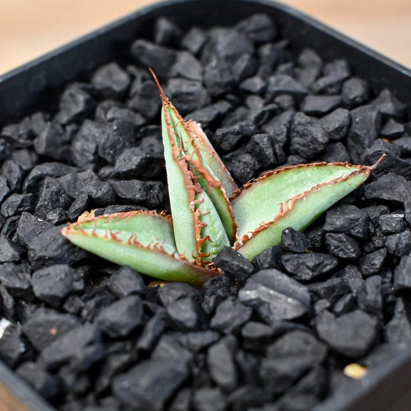 アガベ Dennis hybrid 瓜達×笹之雪 【台湾DENNIS産/発根済み/子株】A09