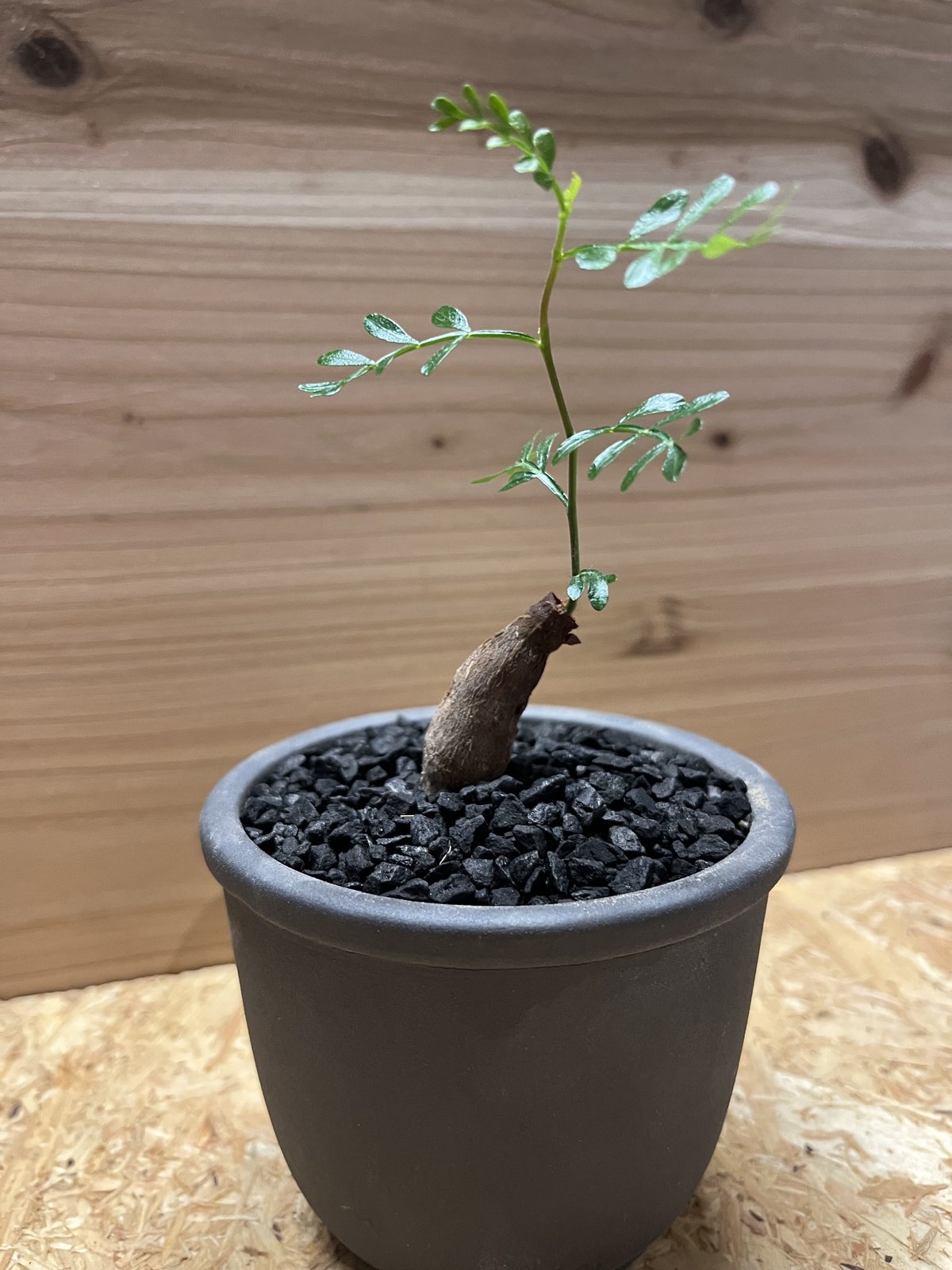 オペルクリカリア パキプス根挿し×伝市鉢 | GREEN LUCK