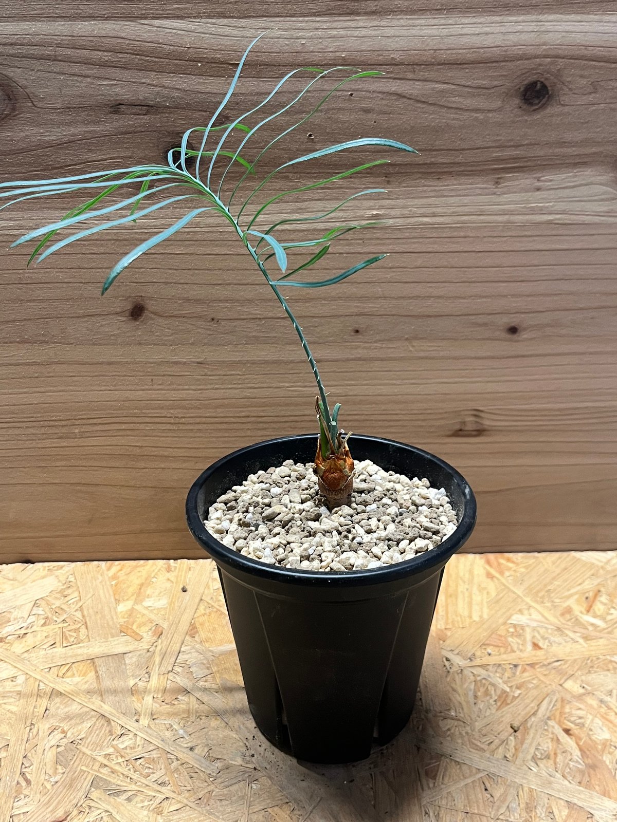 サイカス カイルンシアナ | GREEN LUCK