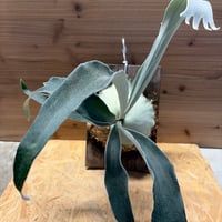 アンスリウム カリブレイリー（クラビゲナム） | GREEN LUCK