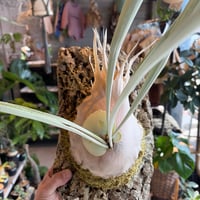 ビカクシダ イエロームーンドワーフ スポア | GREEN LUCK