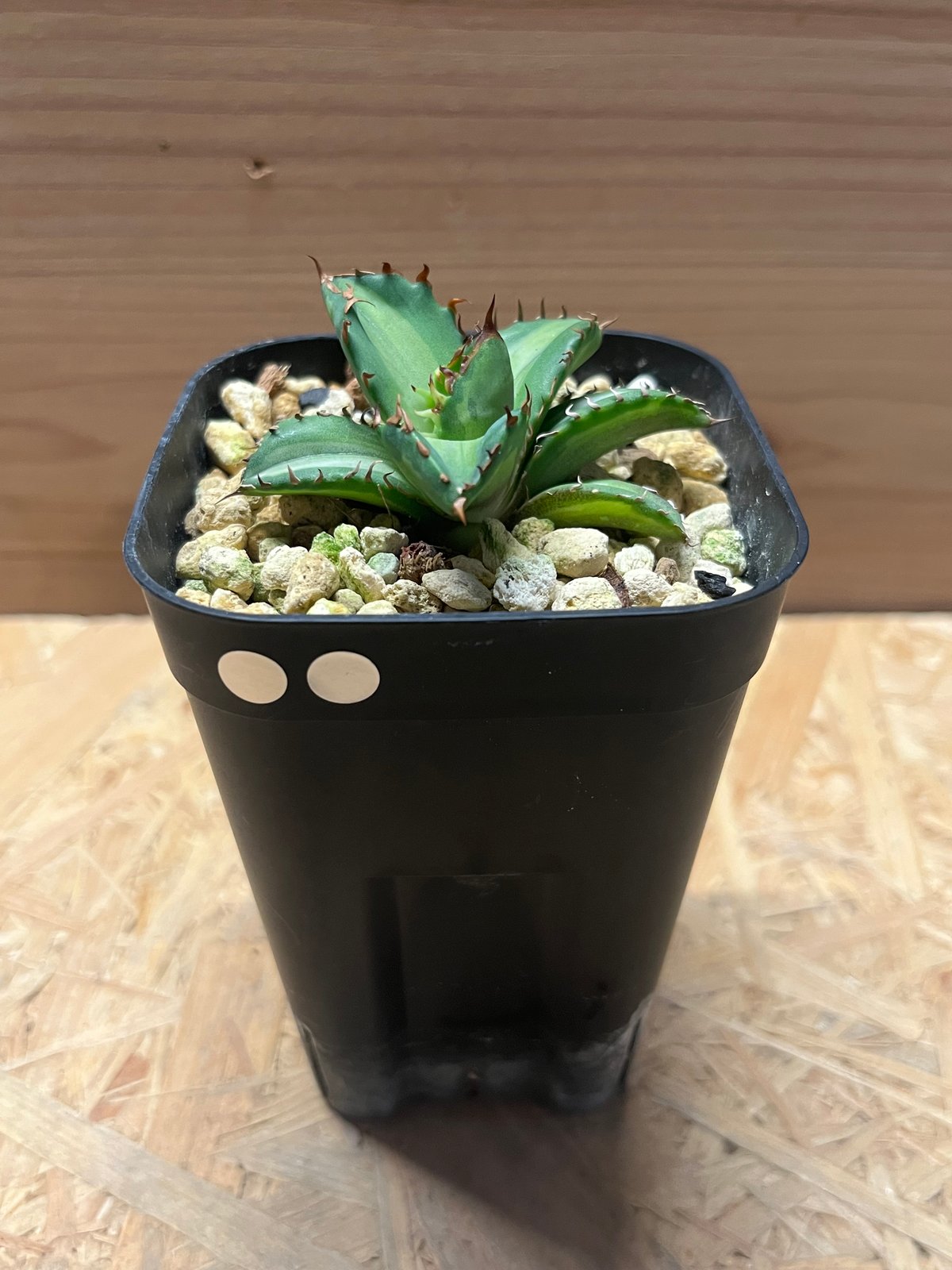 アガベ チタノタ 姫厳竜 白中斑 | GREEN LUCK